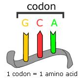 É a correspondência entre os códons do RNAm com seus respectivos aminoácidos.