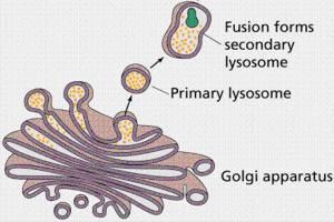 Formação dos Lisossomos No complexo golgiense são formadas as vesículas de secreção.