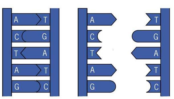 Molécula DNA As pontes
