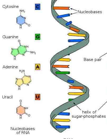 RNA (ácido ribonucléico) Todas as moléculas de RNA são cópias de algum segmento de DNA, ou seja, de um gene; TRANSCRIÇÃO GENÉTICA um RNA copiando um DNA