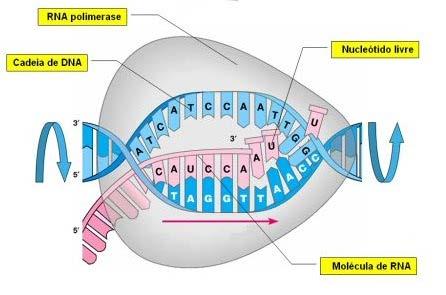 Após o destaque das fitas, ocorre o encaixe dos nucleotídeos de RNA livres em apenas uma fita de DNA.