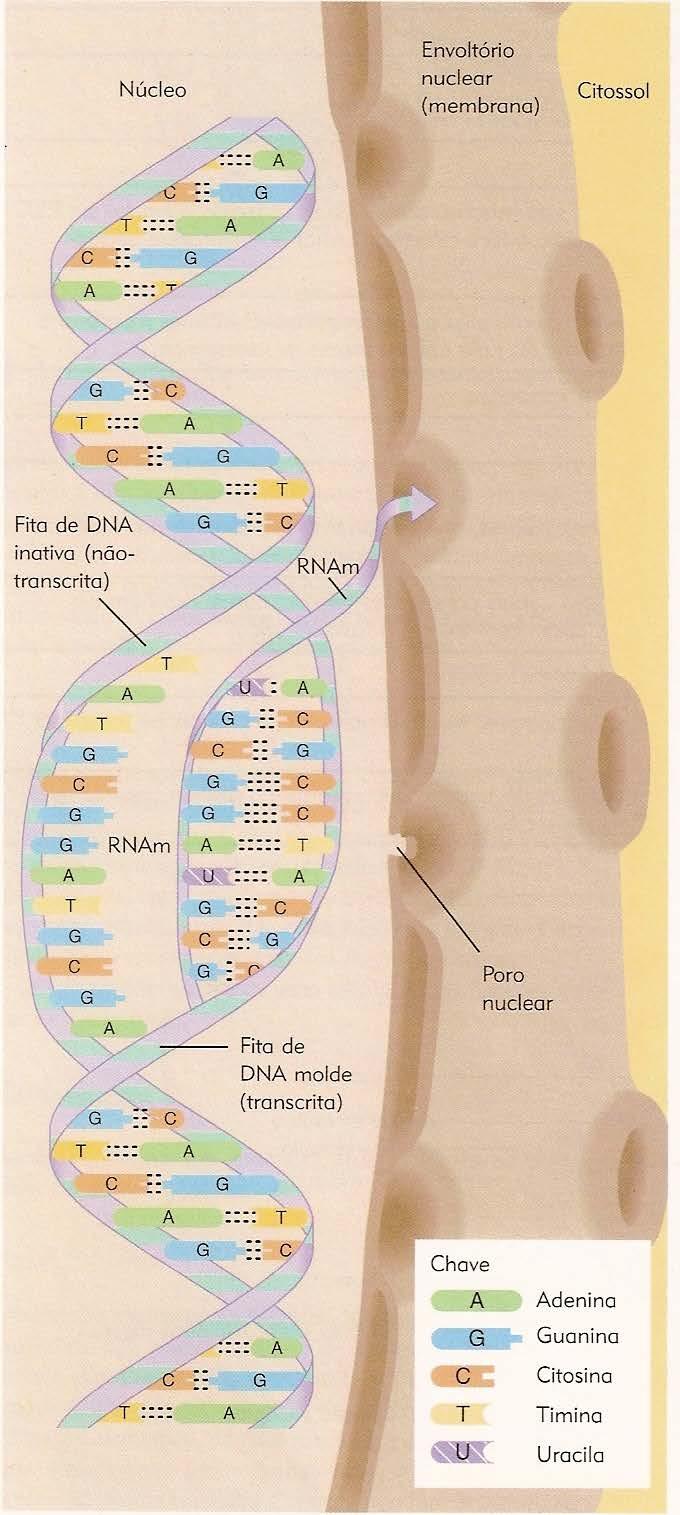 Após a formação da fita de RNA, este destaca-se da fita molde de DNA e migra para o citoplasma da célula, com todas as informações do DNA, onde irá