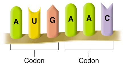 Existem genes (DNA) que orientam a fabricação de 3 tipos de RNAs: 1 trinca de nucleotídeos = 1