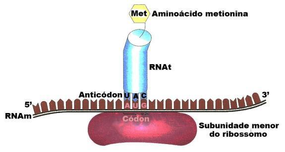 RNA transportador (RNAt): * O RNAt no citoplasma une-se aos aminoácidos transportando-os até o RNAm para a síntese de proteínas, a ser realizada pelos ribossomos.