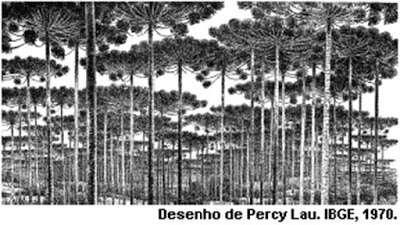 A vegetação apresentado representa o Domínio Morfoclimático do:(a) a) Pradarias ou pampas b) Amazônica. c) Cerrado d) Mares de Morro. e) Araucária.