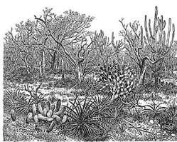 12) (Ufpi) As áreas de deserto e de ambiente semi-áridos são constituídos por uma vegetação adaptada às condições destes meios.