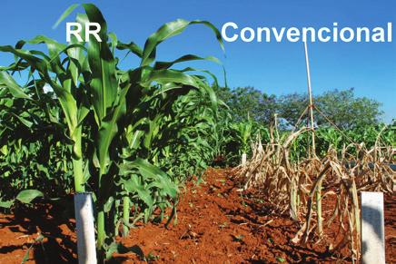 Figura 1 Cultivares de milho RR e convencional, após 15 dias de aplicação de herbicida à base de glifosato Fonte: Laboratório de Melhoramento de Plantas Alógamas USP/ESALQ, 2014.