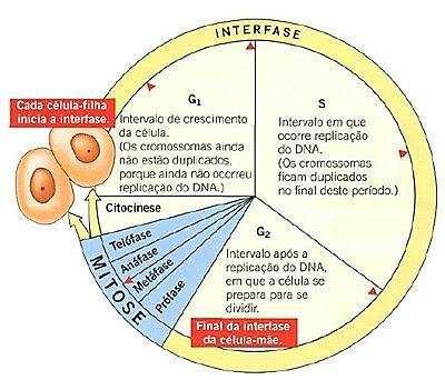 Fase G2: etapa em que a célula volta a produzir proteínas ativamente, o que determina seu crescimento. Esse fato provavelmente determina o início do processo divisional.