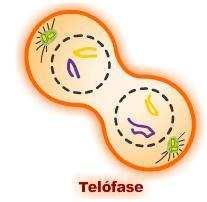 Telófase Fase do Fim (telós = fim) (será que é por isto que aquele cantor sertanejo é Teló? kkkk Os cromossomos iniciam o processo de desespirilação.