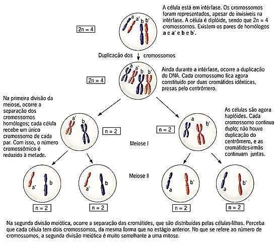 Fases da meiose Podemos estudar a meiose em duas etapas, separadas por um curto intervalo, chamado intercinese.