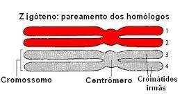 DNA entre cromossomos homólogos: aumento da variabilidade genética nas espécies que possuem a reprodução sexuada.