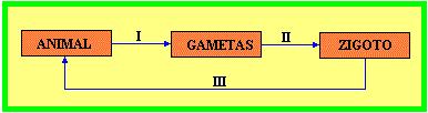 Os números I, II e III representam, respectivamente: a) mitose, fecundação, meiose; b) meiose, fecundação, mitose; c) mitose, meiose, fecundação; d) meiose, mitose, fecundação; e) fecundação,