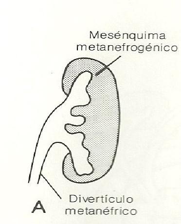 O rim bovino apresenta de 12 a 25 lóbulos separados nos condutores capilares de cada um deles desembocam em um cálice que se abre numa rama do ureter.