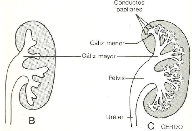 formando as papilas renais, como pode ser observado na Figuras 5 e 6.