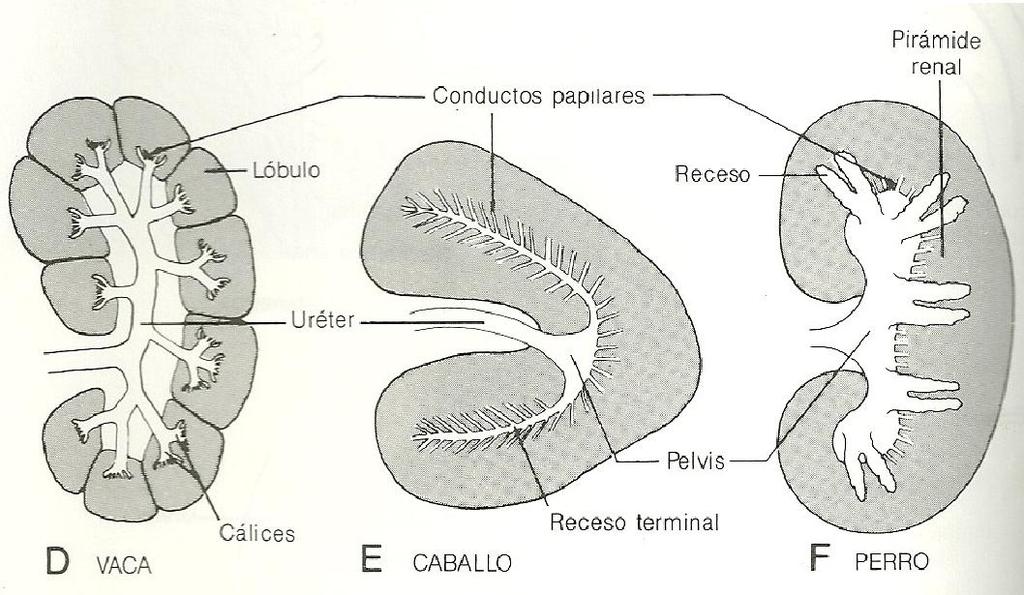 Figura 6 - Representação esquemática dos padrões de ramificação do rim do bovino, equino e carnívoro (NODEM, 1990). 2.6- Desenvolvimento da bexiga urinária e uretra.