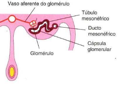 mesonéfrico ou de Wolff se liga a ele enquanto que a oposta, próximo à artéria aorta se invagina formando um glomérulo que é invadido por capilares mesonéfricos aórticos.