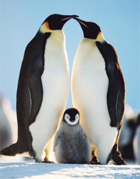 Camuflagem O maior de todos Todos os pinguins têm a barriga branca e as costas pretas. E isso não é só decoração.