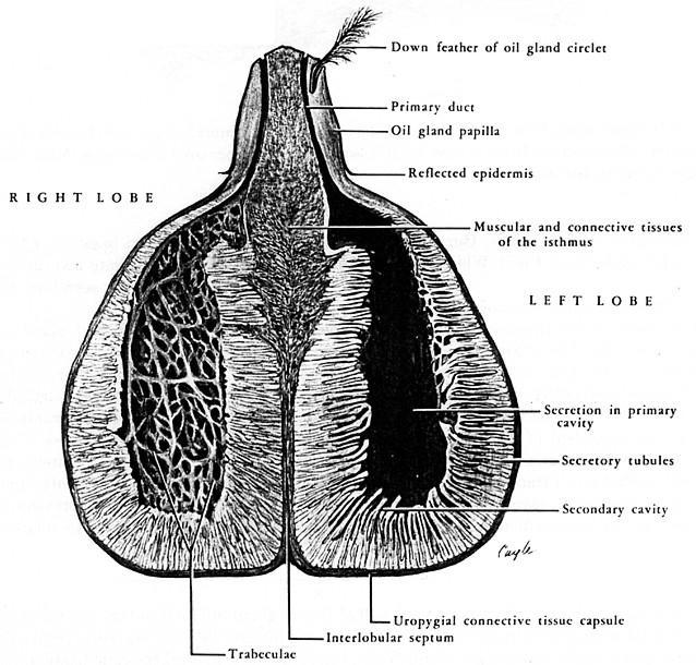 Glândula uropígiana