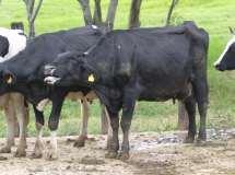 Vacas leiteiras, principamente de alta produção: grande produção de calor metabólico Zona termoneutra dos bovinos: TAURINOS -6 C a 27 C TAURINOS Bezerros 13 C a 25 C ZEBUÍNOS 7 C a 35 C Temperatura