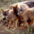 Fotografia de Grupo Lobo Rui Morais de Sousa Áreas vitais Cada indivíduo de uma população necessita de uma determinada área para se alimentar e reproduzir- área vital.