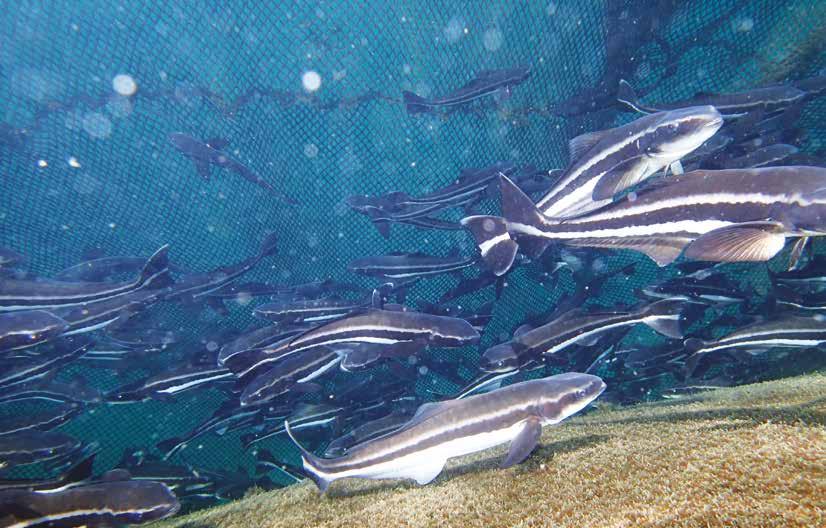 Bijupirá Nos últimos anos o bijupirá vem sendo apontado como uma das espécies promissoras para impulsionar a piscicultura marinha brasileira.