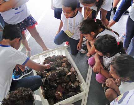 Crianças da comunidade local aprendendo na prática sobre o cultivo de vieiras e maricultura durante a I Feira de Maricultura da Baía da Ilha Grande Projetos em andamento Nos últimos anos a