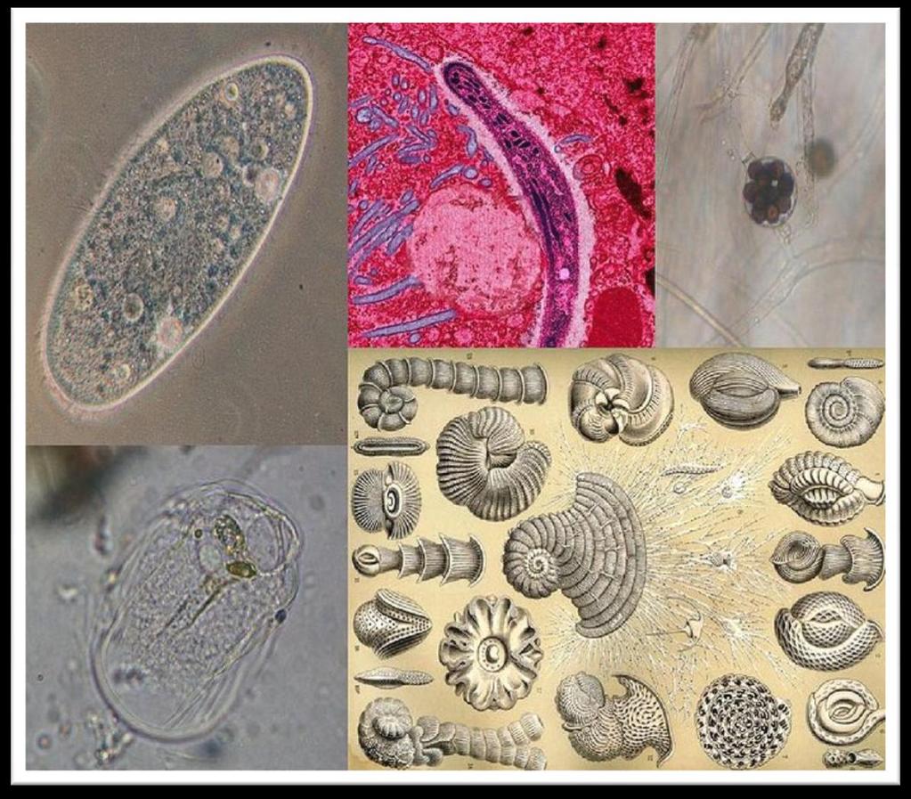 17 ORGANISMOS PRESENTES Protozoários: maioria aeróbio ou facultativo.