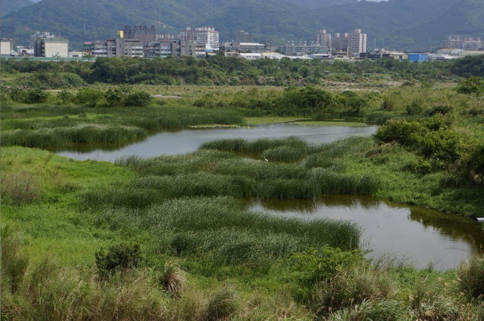 Wetlands Construídos Sistemas projetados e aplicados para: Tratamento secundário e terciário de esgoto