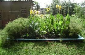 Cyperus papyrus (papiro), Zantedeschia aethiopica (copo de leite): Canna x Generalis (biri) e Cyperus