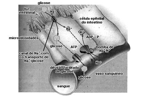 1 ( ) O transporte da substância S é mediado por carreador. ( ) A substância S é transportada por difusão simples. 1 Explique cada escolha feita no item anterior.