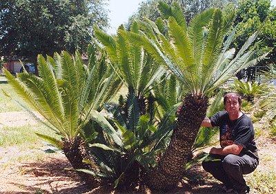 Cycadophyta Folhas: semelhante a de palmeiras; dispostas em espiral; formam uma coroa no