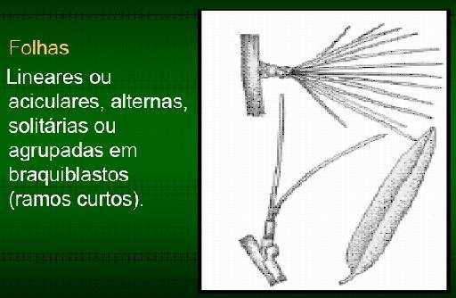 Pinophyta São também conhecidas como coníferas; Cerca de 550 espécies; Maior diversidade no