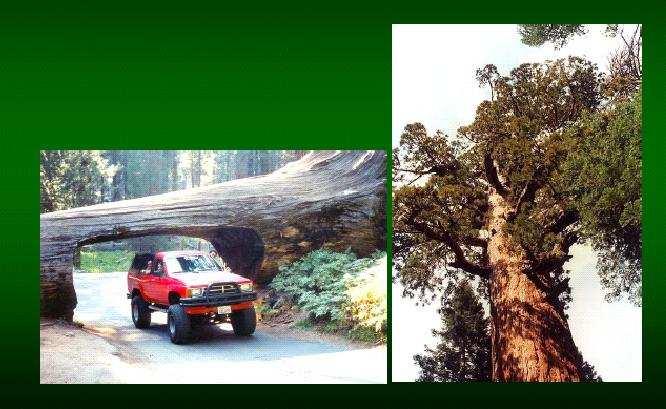 Sequoia semprevirens