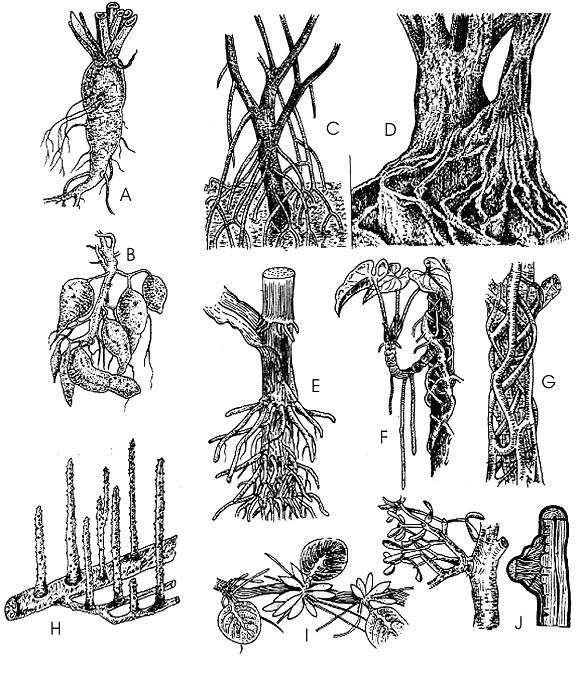 Tipos especiais de raízes Armazenadoras. A-B tuberosas; Suporte. C, D, E; F.
