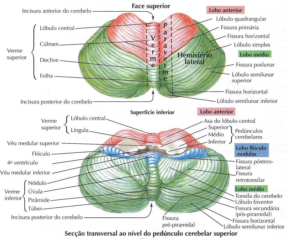 Divisão anatômica do cerebelo vermis cerebelar hemisférios cerebelares Lesões da linha