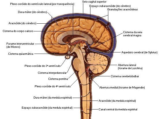 ATAXIAS ADQUIRIDAS NÃO DEGENERATIVAS Doenças Vasculares - Ataque