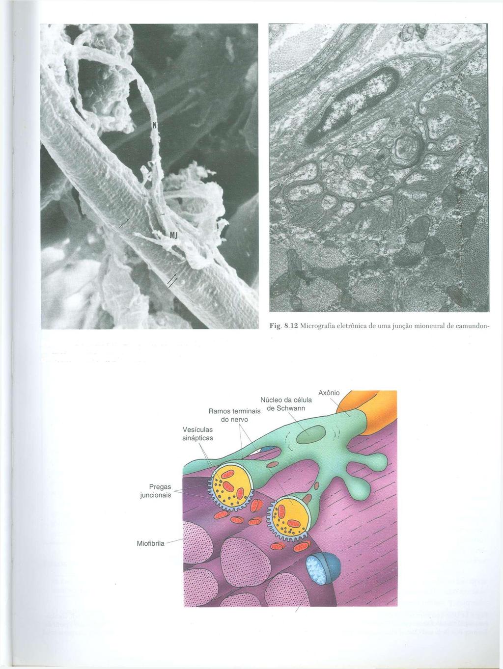go. (De Feczko D, Klueber KM: Cytoarchitecture of muscle in a genetic Fig. 8.11 Micrografia eletrônica de varredura de uma junção mioneural da model of murine diabetes. Am J Anat 182:224-240, 1988.