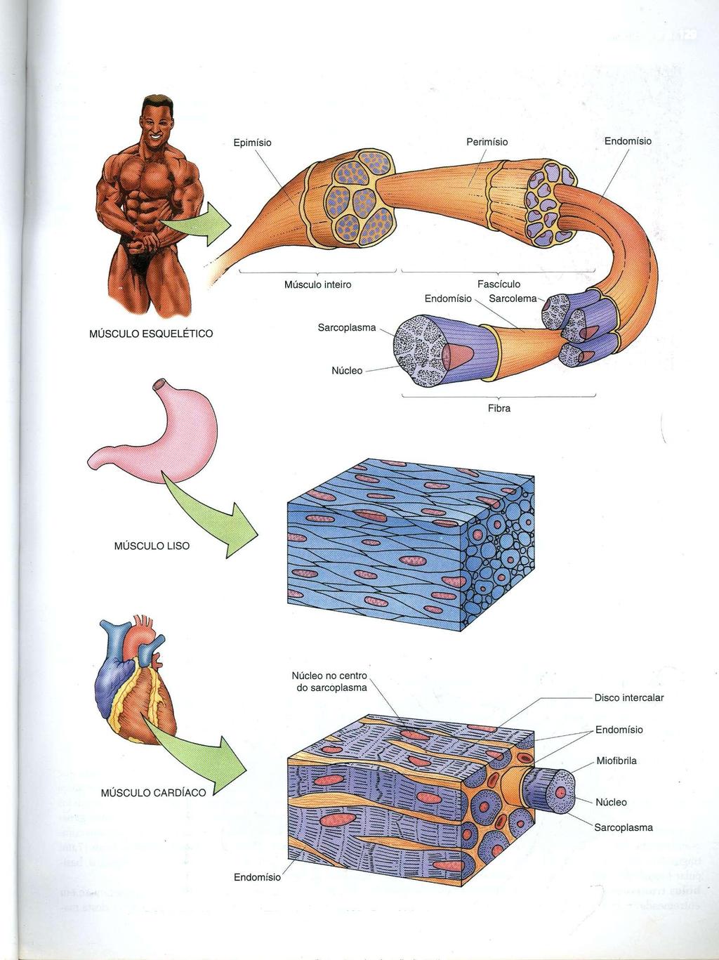 Músculo 129 Fig. 8.2 Diagrama dos três tipos de músculo.