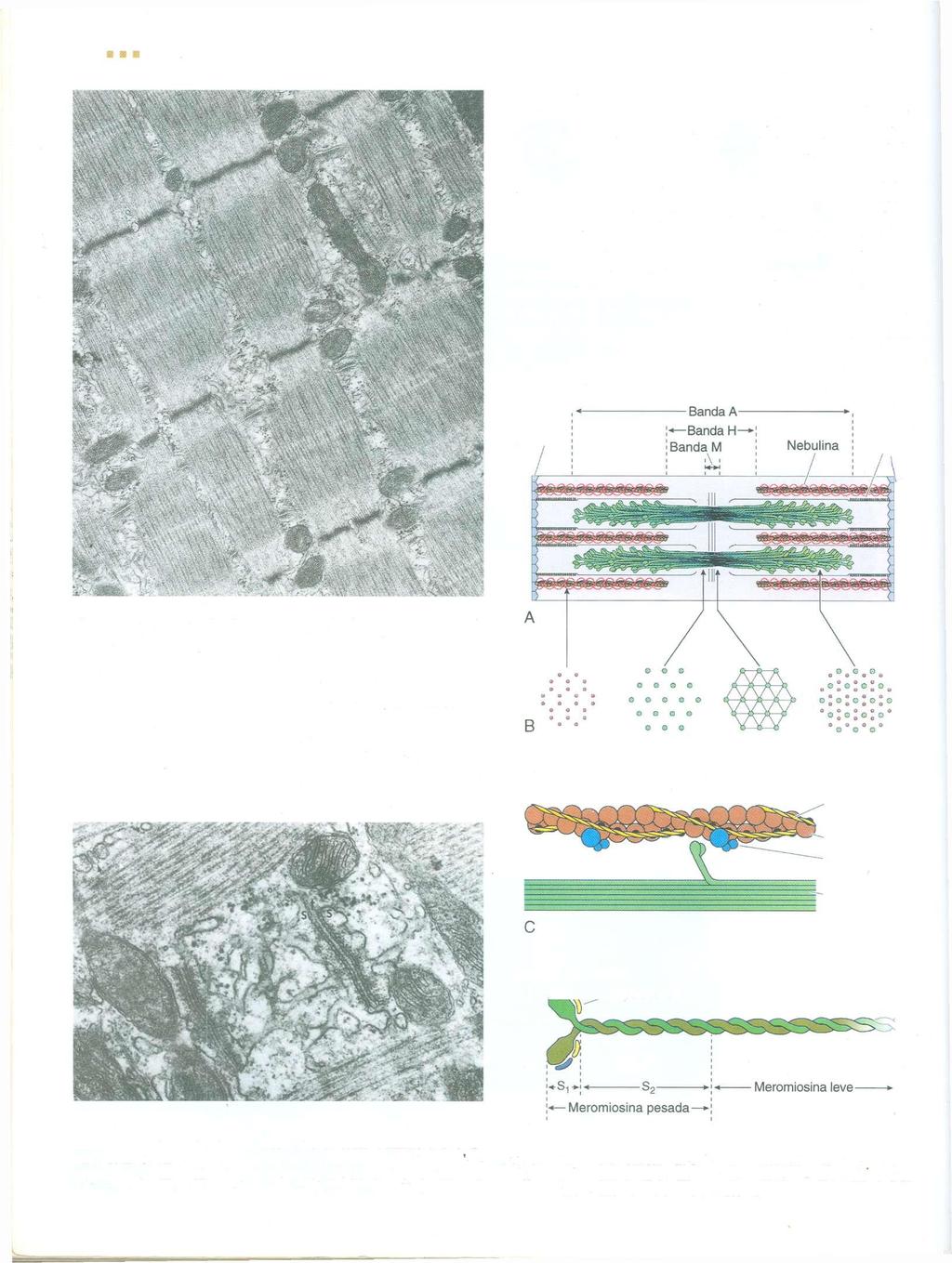 132 Músculo filamentos grossos também formam conjuntos paralelos interpostos entre os filamentos finos, de um modo específico.