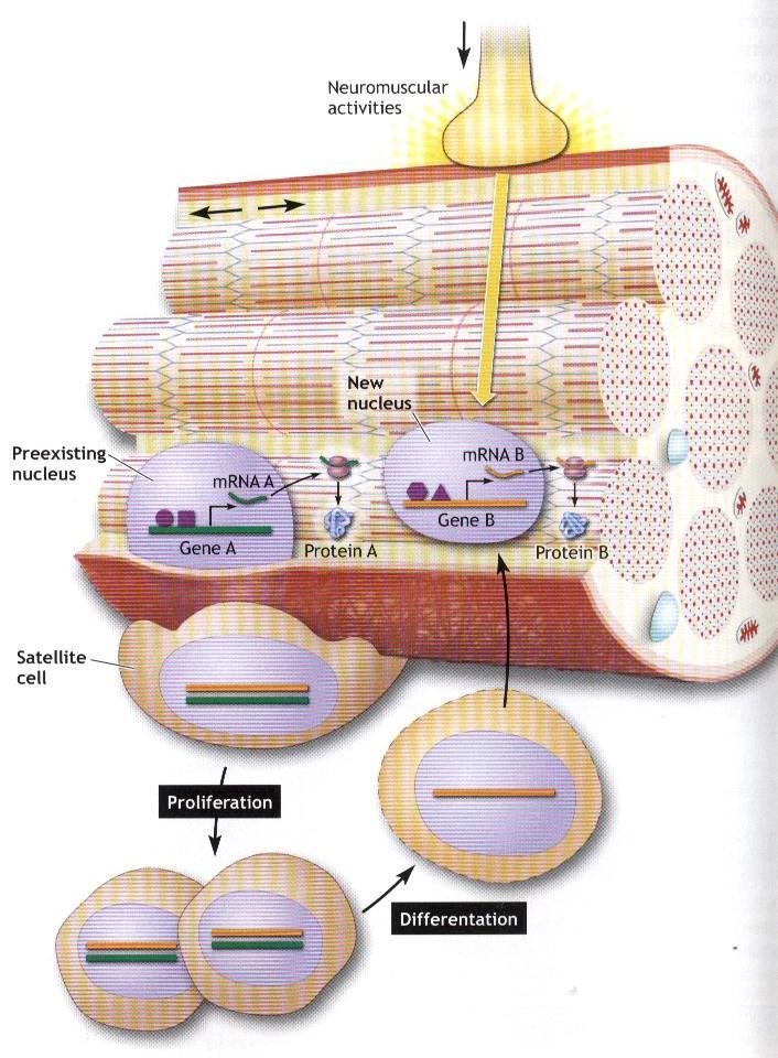 Hiperplasia/Hipertrofia Hipertrofia Músculo Esquelético: - aumento do número de núcleos - e no volume citoplasmático.