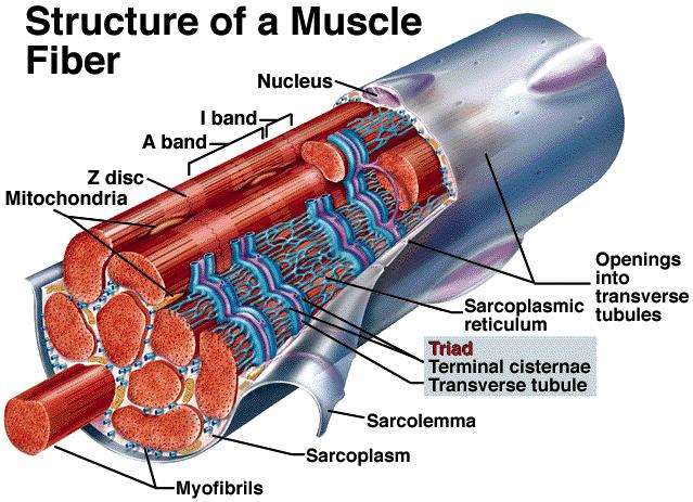 Localização da Fibra Muscular