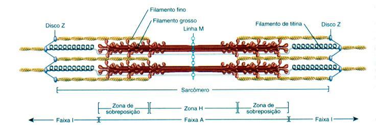 Filamento Fino Actina: 2 isoformas: α-esquelética e β-cardíaca Tropomiosina: proteína