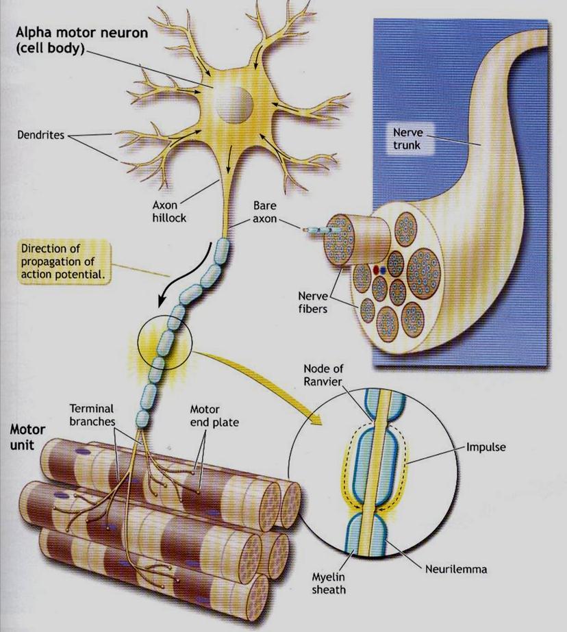 Transmissão da Informação Neurônio do Tipo I de Golgi: -Axônio curto -