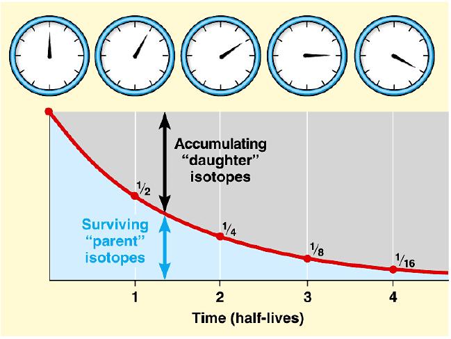 O que inferir quando a quantidade de isótopos-filho e isótopos-pai é igual? Passou um período de semi-vida!