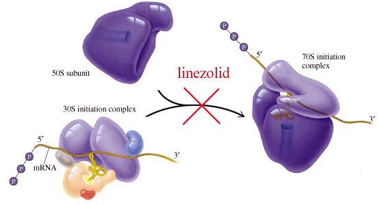 protéica. Formação de proteínas aberrantes. Linezolida.