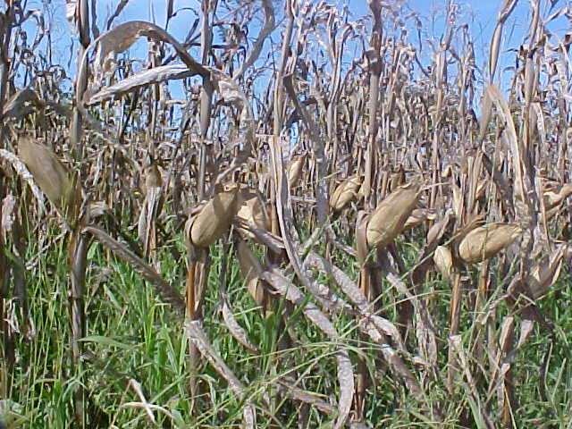 ilpf PRECONIZA (cont.): Sinergismo entre lavoura, pecuária e floresta; utilização de resíduos agrícolas (ex.