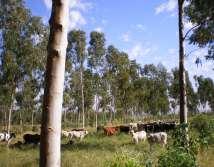 oriunda dos componentes agrícola e pecuário intercalares à plantação florestal;