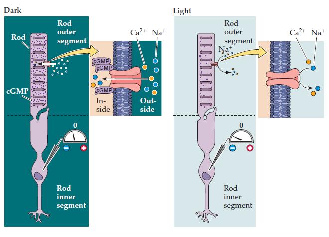 Os canais de Na+ dependentes de GMPc no segmento externo da membrana são os responsáveis pelas mudanças na atividade elétrica do fotorreceptor induzidas pela luz.