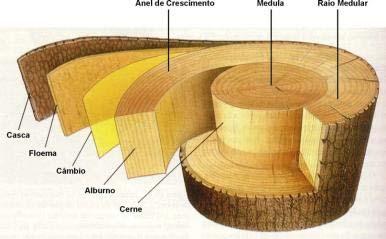 A madeira é constituída pelo conjunto dos tecidos que formam a massa dos troncos da árvore, desprovidos de casca.
