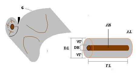 10 METODOOGIA DE CÁCUO Para o desenrolamento de uma tora por um torno, tem-se uma determinada situação (Figura 3) e, baseando-se na análise desta, definindo e quantificando partes ou regiões